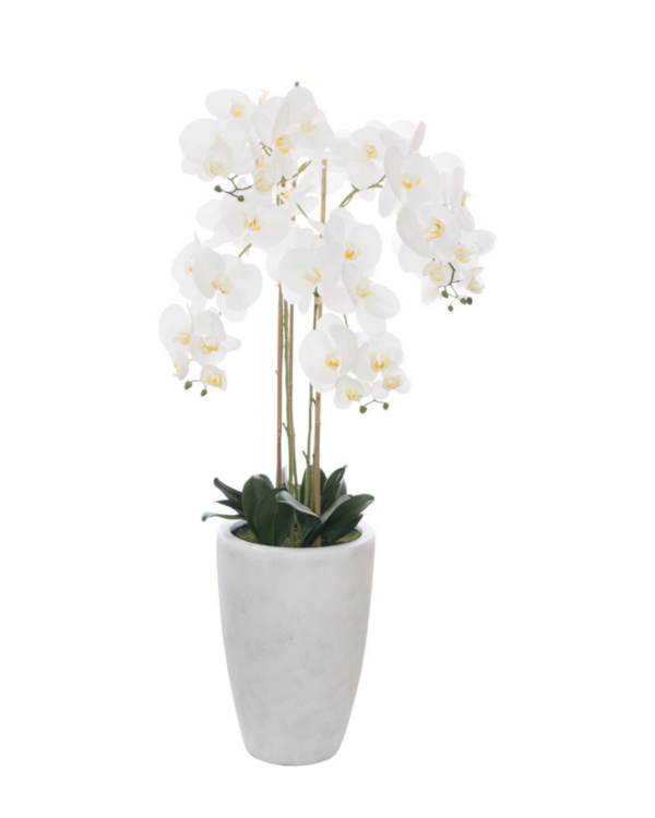 Orchid in marble pot