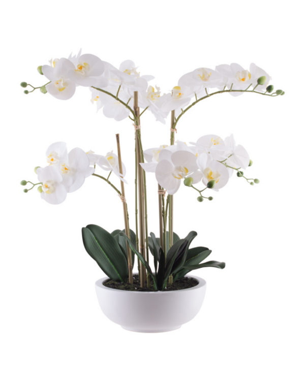 Orchid in white pot